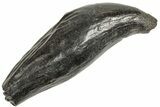 Huge, Fossil Sperm Whale (Scaldicetus) Tooth - South Carolina #208512-1
